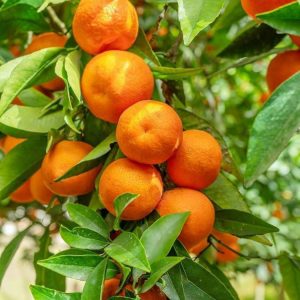 দার্জিলিং কমলা / বাংলা কমলা গাছ ৫ টি